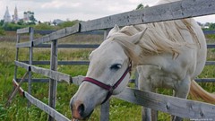 Nature Animals Horses fences White Horse