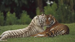 Nature Animals India Tigers pair bengal tigers Bengal