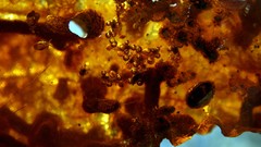 Nature Animals insects Amber