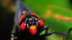 Nature Animals insects cicada