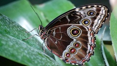 Nature Animals insects leaves