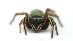 Nature Animals insects spiders