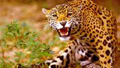 Nature Animals jaguars