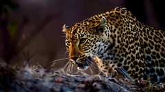 Nature Animals jaguars