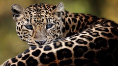 Nature Animals jaguars