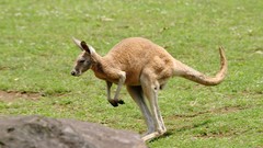 Nature Animals kangaroos