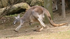 Nature Animals kangaroos