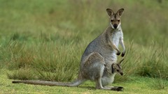 Nature Animals kangaroos baby animals