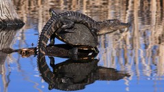 Nature Animals lakes reflections Reptiles national geographic 