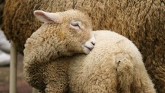Nature Animals lambs baby animals