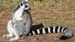 Nature Animals lemur ring-tailed lemurs