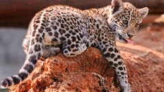 Nature Animals Leopards animal world