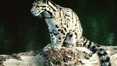 Nature Animals Leopards clouded