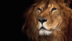 Nature Animals Lions animal world