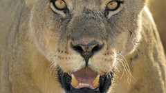 Nature Animals Lions national park african Tanzania Serengeti