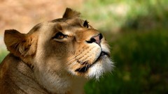 Nature Animals Lions wild animals