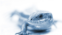 Nature Animals lizards