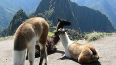 Nature Animals llama