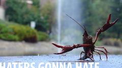 Nature Animals Lobsters haters