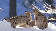 Nature Animals lynx