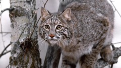 Nature Animals lynx