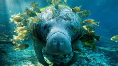 Nature Animals Manatee Trichechus