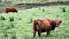 Nature Animals meadows Scotland highlands Cows