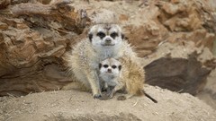 Nature Animals meerkats mother baby animals