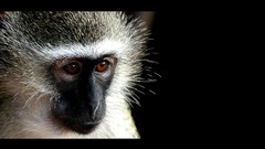 Nature Animals monkeys primates