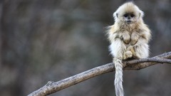 Nature Animals monkeys snub-nosed