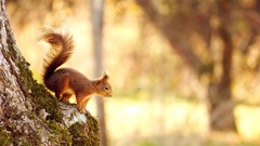 Nature Animals moss tree trunks bokeh squirrels blurred 