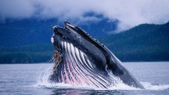 Nature Animals ocean Whales Humpback whale blue whale