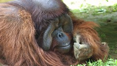 Nature Animals orangutans