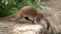 Nature Animals Otters