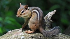 Nature Animals outdoors chipmunks