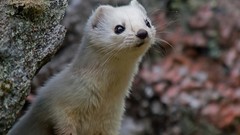 Nature Animals outdoors ferret