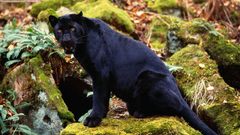 Nature Animals panthers
