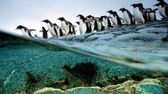 Nature Animals Penguins national geographic split-view 
