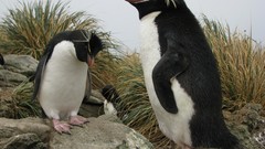 Nature Animals Penguins Rockhopper penguins