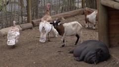 Nature Animals pigs Goats