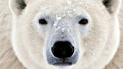 Nature Animals Polar Bears white bear