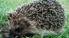 Nature Animals porcupines hedgehogs