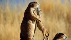 Nature Animals prairie dogs