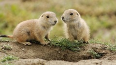 Nature Animals prairie dogs