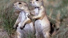 Nature Animals prairie dogs