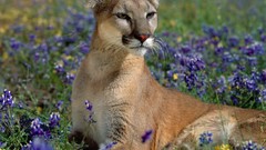 Nature Animals puma
