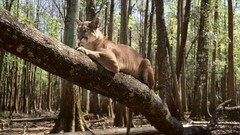 Nature Animals puma