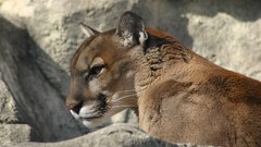 Nature Animals puma