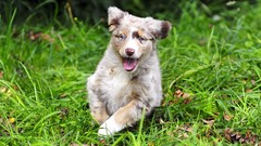 Nature Animals Puppies Dogs australian shepherds