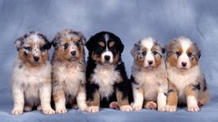 Nature Animals Puppies Dogs blue background Simple Background 